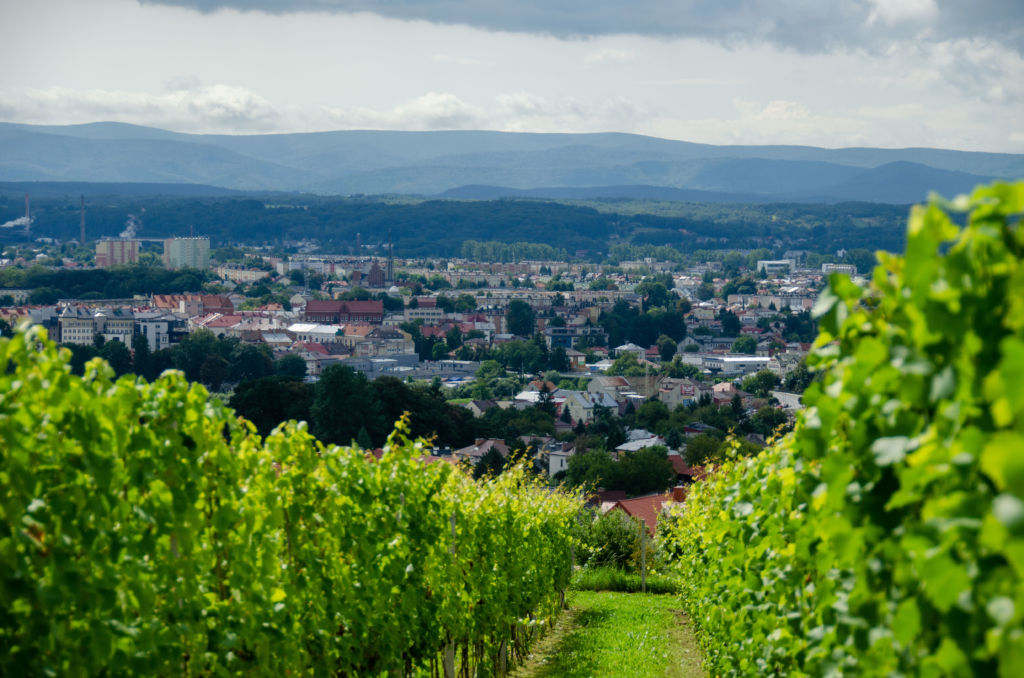 Widok na Jasło pomiędzy dwoma rzędami winirośli z winnicy miejskiej Jasła.