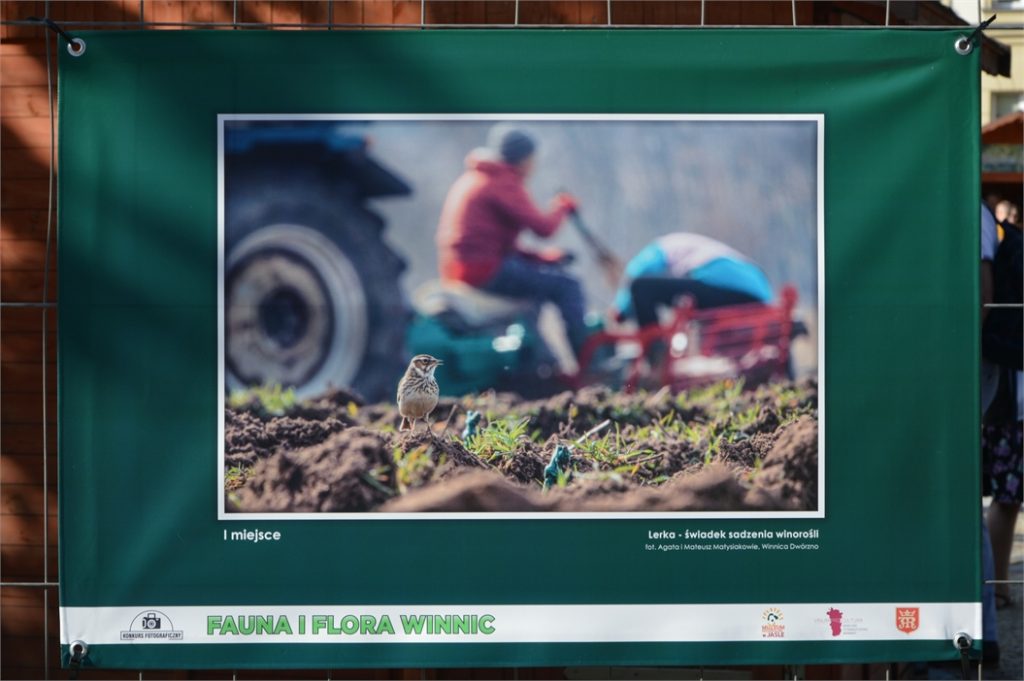Praca fotograficzna uhonorowana 1 nagrodą w konkursie fotograficznym „Fauna i Flora Winnic”. Przedstawia Lerka - ptaka, ktory obserwuje, jak ludzie na dalszym planie sadzą winorośl
