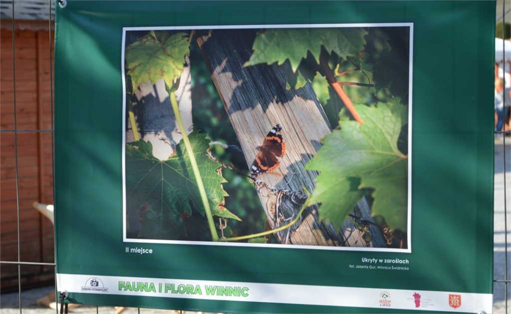 Druga nagroda w konkursie fotograficznym „Fauna i Flora Winnic”. Ukazuje kolorowego motyla ukrytego w winnych zaroślach.