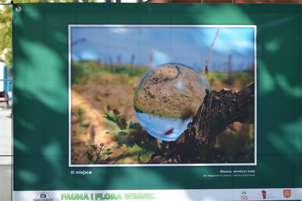 Trzecia nagroda w konkursie fotograficznuym „Fauna i Flora Winnic”. Zdjęcie przedstawia winnice budzącą się dożcyia w wiosennym słońcu, zieleniejącą się trawe. Na pierwszym planie winna galązka z dużą kulą wody.