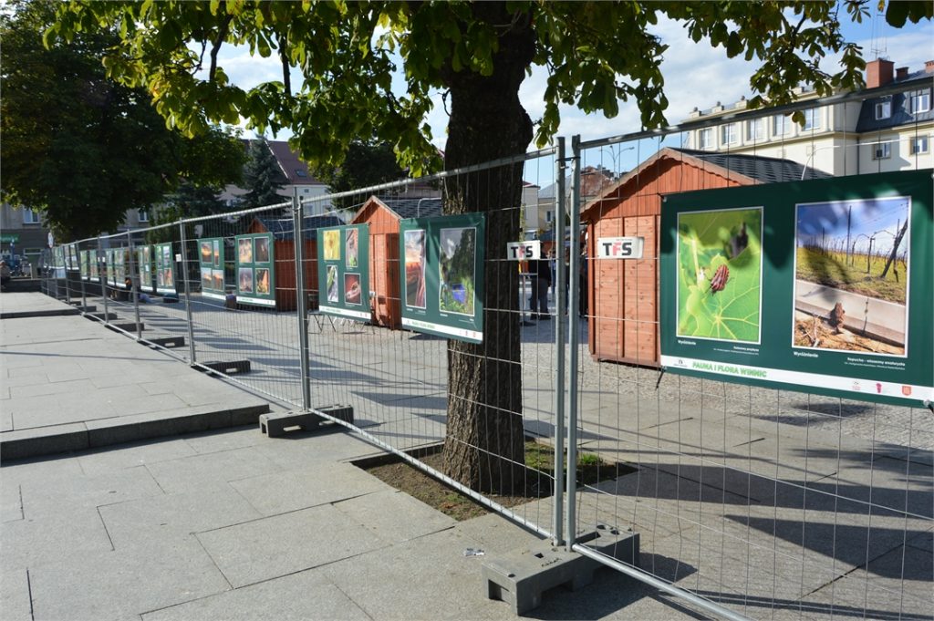 Widok na nagrodzone prace w konkursie forograficznym umieszczone na ogrodzeniu wokół Winnych Ogrodów na jasielskim rynku