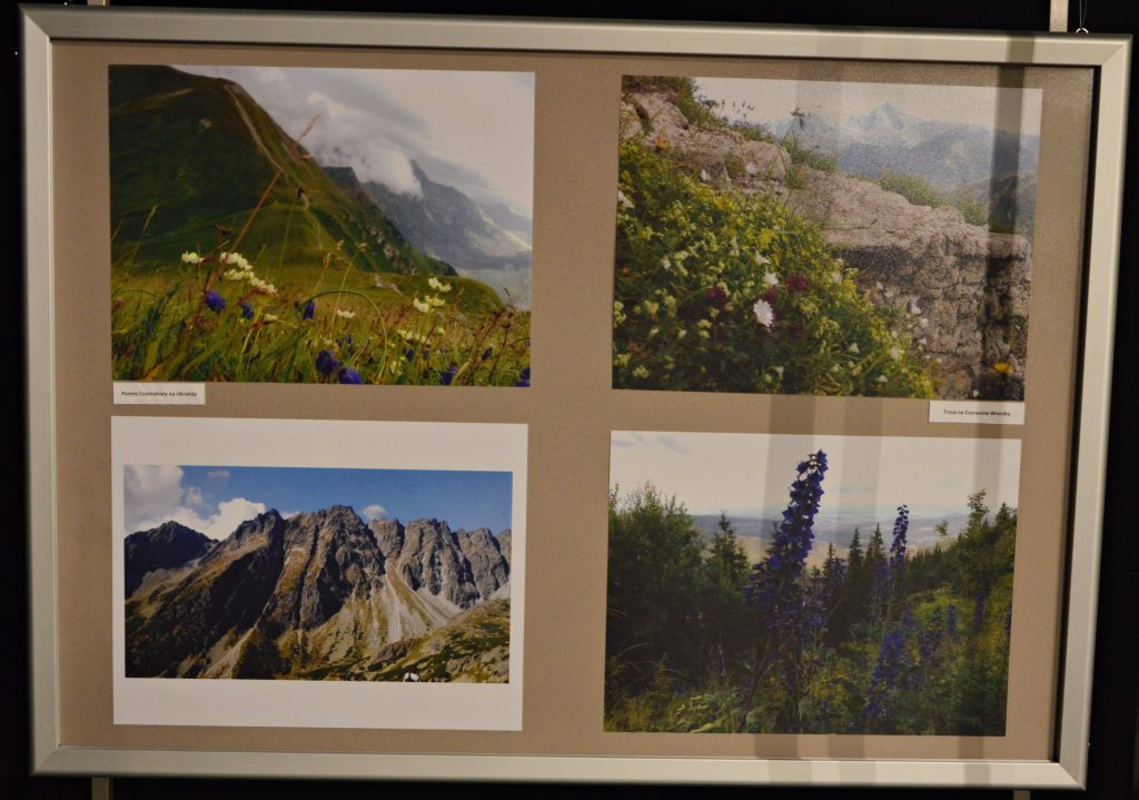 Na tablicy znajdują się cztery zdjęcia, na których sś kwiaty kwitnące w górach