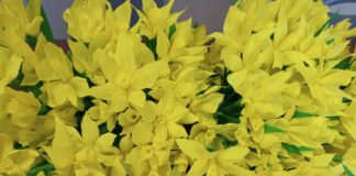 Jasielskie żonkile dla rzeszowskiej fundacji Sztuczne żonkile leżą na stole a po środku nich znajduje się biuletyn informacyjny dotyczący działalności podkarpackiego hospicjum dla dzieci. Biuletyn ma białą okładkę, a na niej czerwone i czarne napisy. Po środku zdjęcie kobiety z chłopcem leżącym na łóżku.