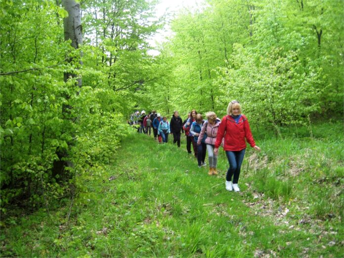 04. Poloninki Kalwaryjskie Obraz zawiera: Grupę około 15 osób idących ścieżką przez las, ubranych w ciepłe kurtki. Z lewej strony znajduje się niższy drzewostan z prawej wyższe drzewa.