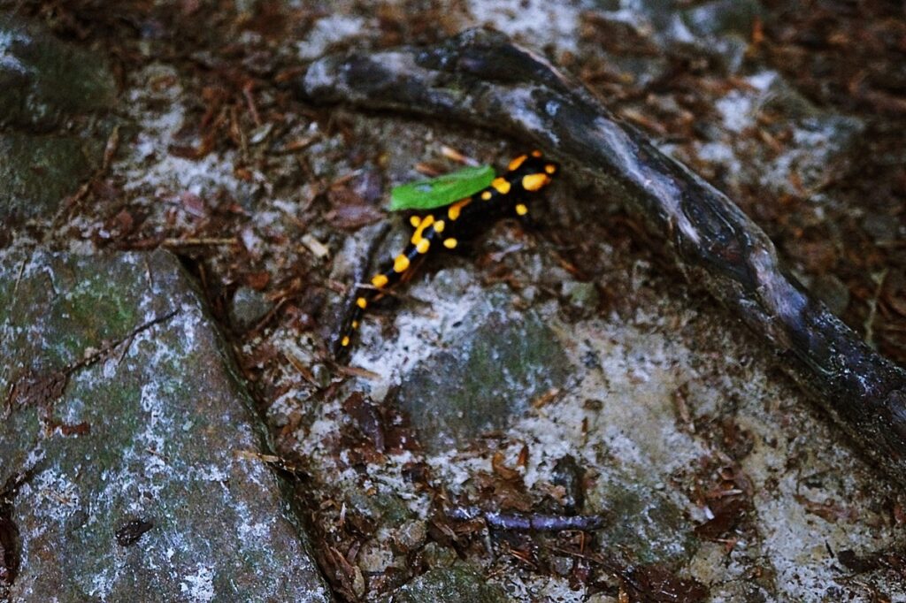 Salamandra na kamieniu. 