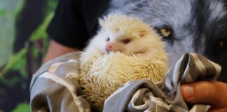 Pokaz zwierząt egzotycznych. Jeż biały.