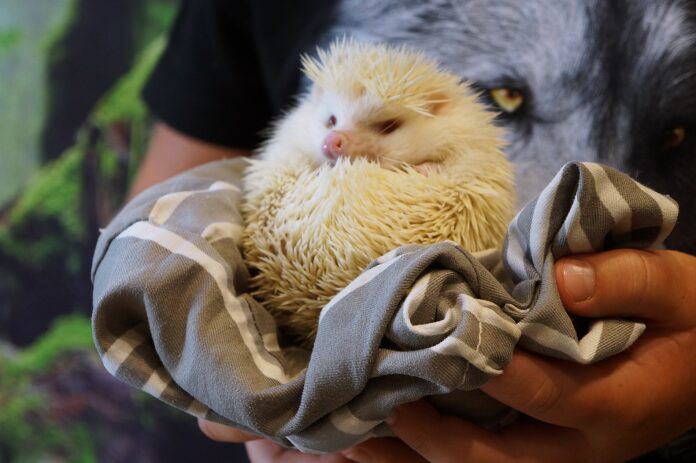 DSC05518 Pokaz zwierząt egzotycznych. Jeż biały.