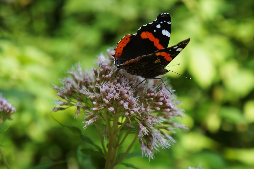 Piękny motyl siedzący na kwiatku. 