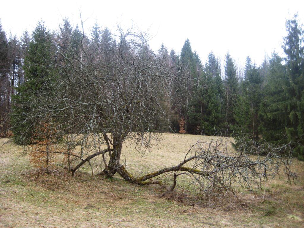 Krajobraz leśny: drzewa i polana.