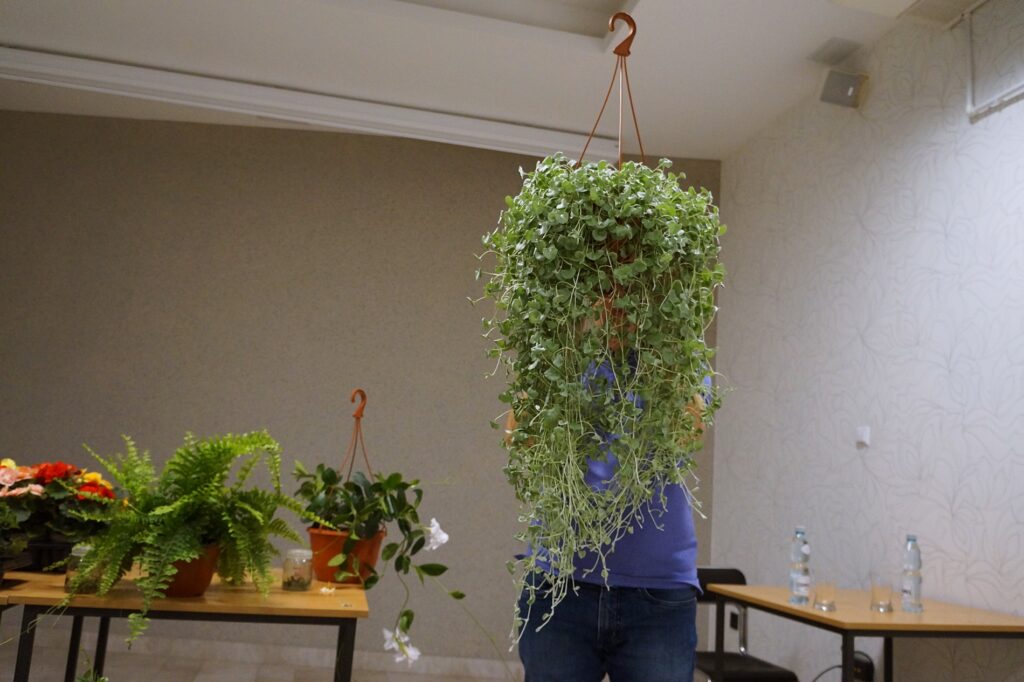 Dichondra popularnie zwana ,,włosami teściowej’’.