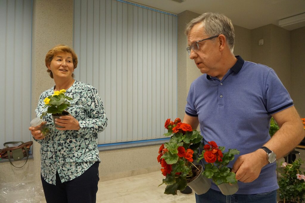 Państwo Dąbrowscy prezentują begonie.