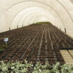 Debowiec- oranżerie p.Dabrowskich- sadzonki roślin