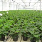 Debowiec – rośliny w oranżerii p.Dąbrowskich