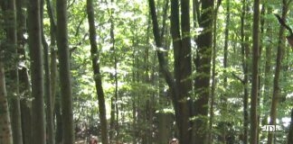 Zwiedzanie z KK-T JDK i PTTK: Pożegnanie lata w Bieszczadach