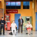 Szalone nożyczki (7)