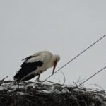 -Jawornik – bociek w śnieżnym gnieździe – foto J.Kiełtyka