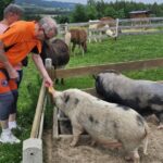 Świecany – świnki w Stajni z Fantazją