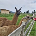 Święcany – w zagrodzie Stajni z Fantazją