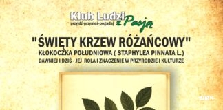 Kłokoczka południowa – magiczny krzew Podkarpacia.