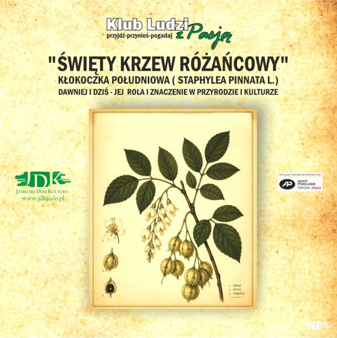 ikonka kłokoczka
